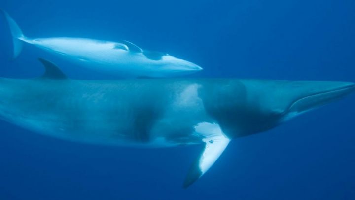 2022 - Minke Whales - 4 Day 4 Night  - Now Available to Book
